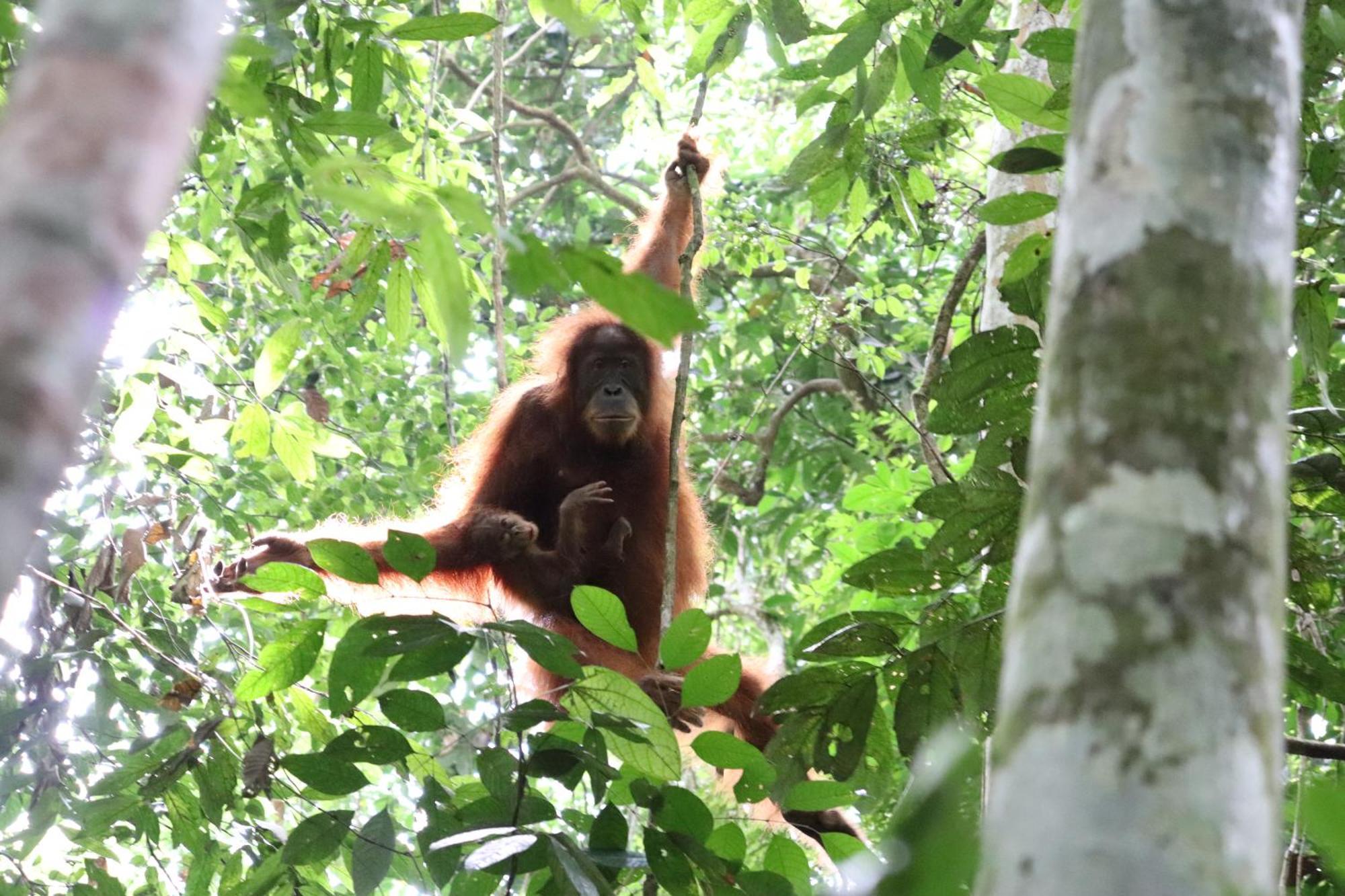 Gino'S Place - Guest House & Jungle Trekking Bukit Lawang Esterno foto