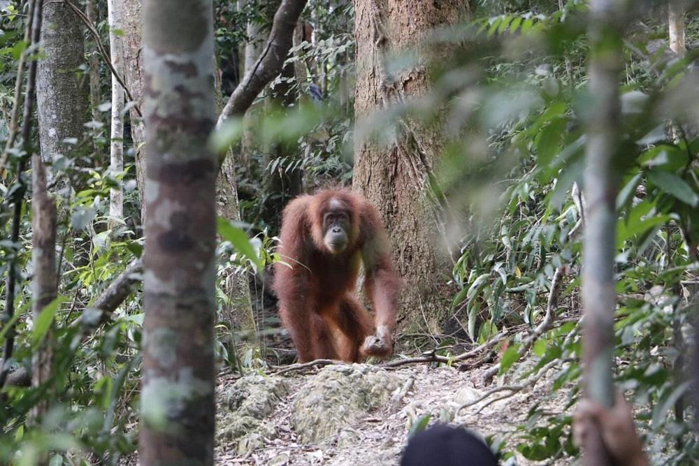 Gino'S Place - Guest House & Jungle Trekking Bukit Lawang Esterno foto