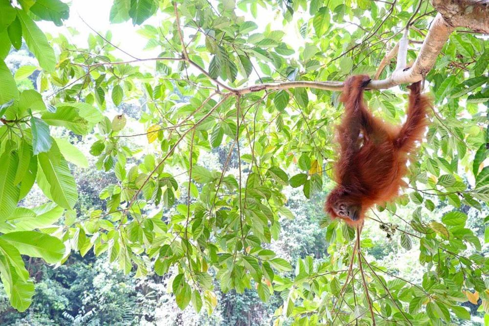 Gino'S Place - Guest House & Jungle Trekking Bukit Lawang Esterno foto