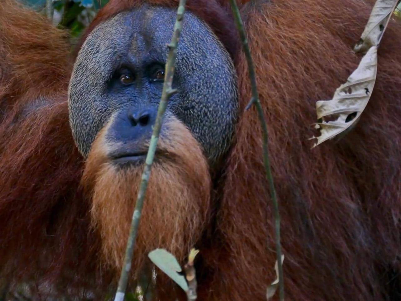 Gino'S Place - Guest House & Jungle Trekking Bukit Lawang Esterno foto