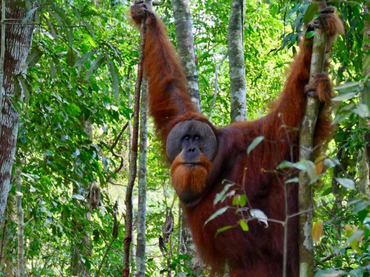 Gino'S Place - Guest House & Jungle Trekking Bukit Lawang Esterno foto