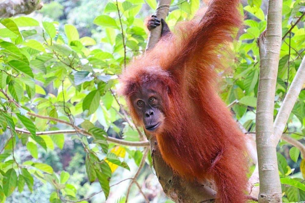 Gino'S Place - Guest House & Jungle Trekking Bukit Lawang Esterno foto