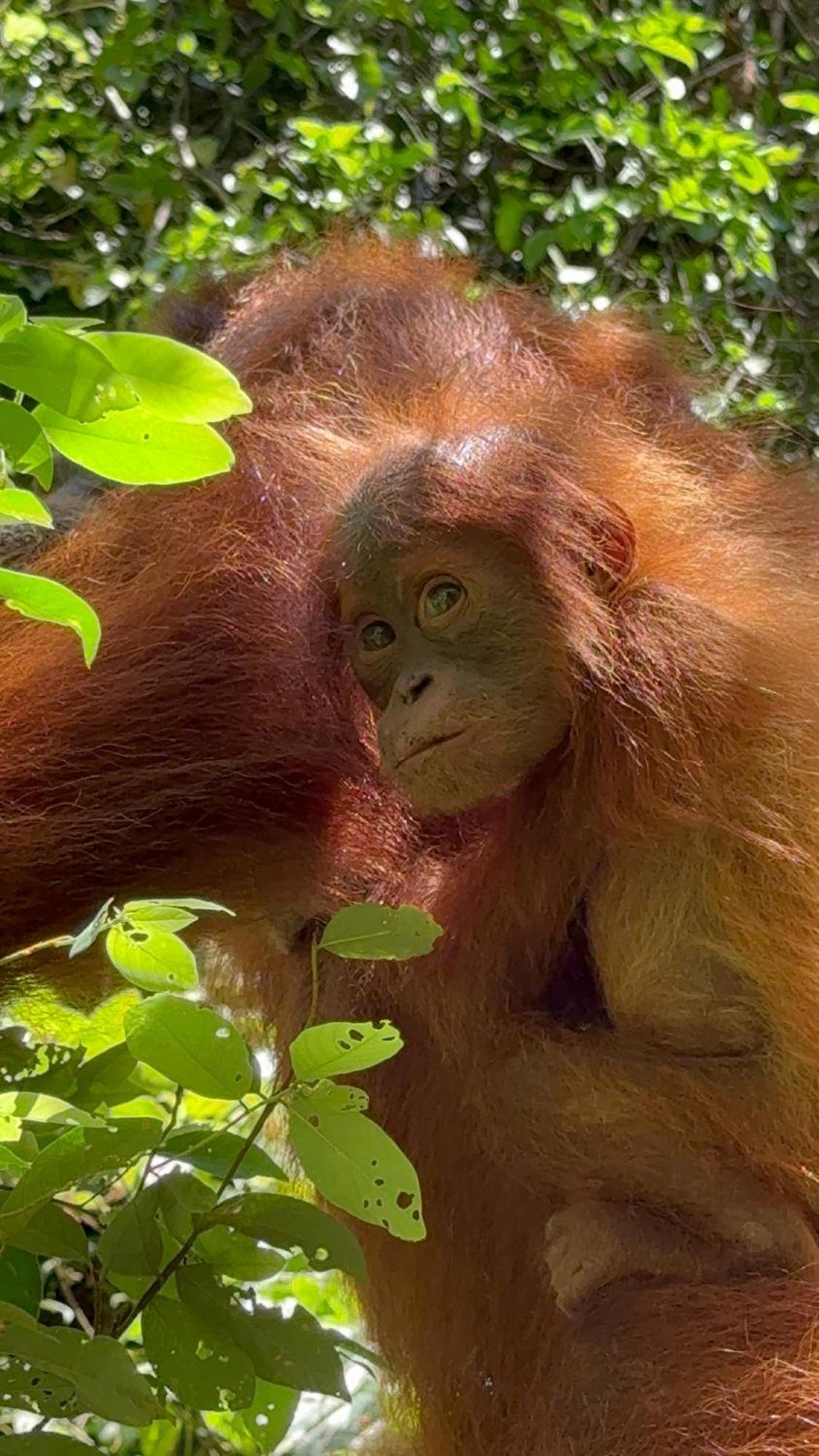 Gino'S Place - Guest House & Jungle Trekking Bukit Lawang Esterno foto