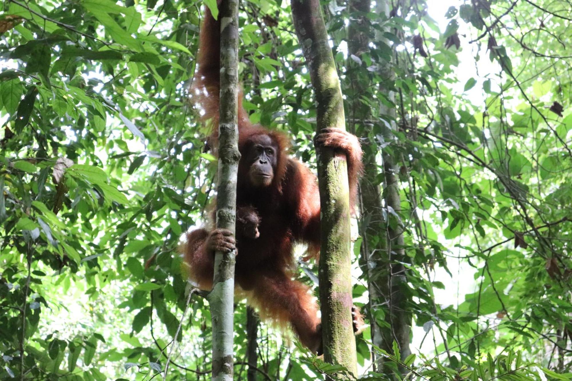 Gino'S Place - Guest House & Jungle Trekking Bukit Lawang Esterno foto