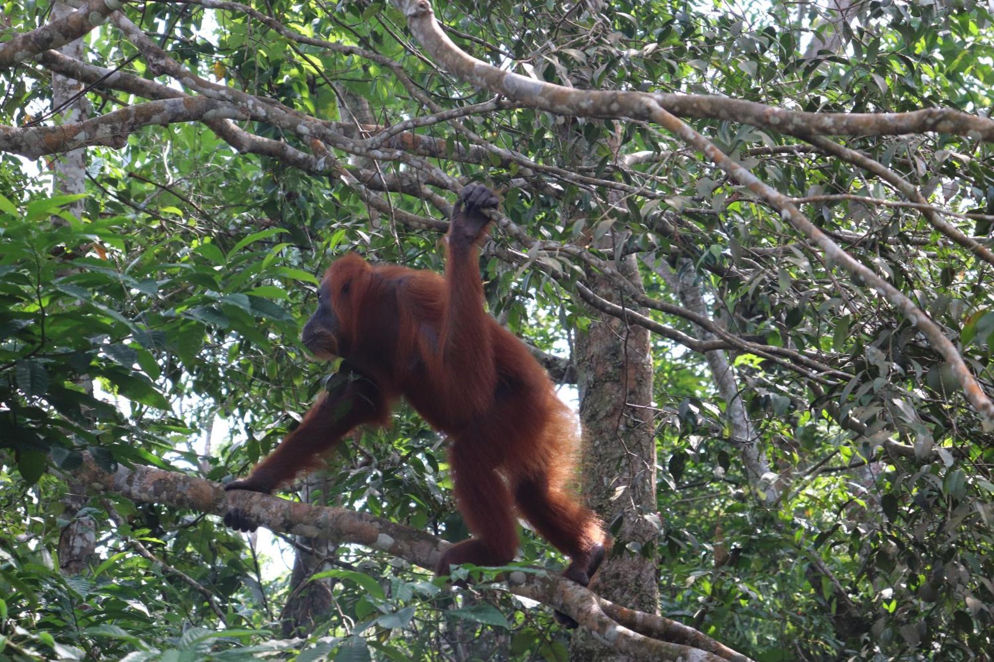 Gino'S Place - Guest House & Jungle Trekking Bukit Lawang Esterno foto