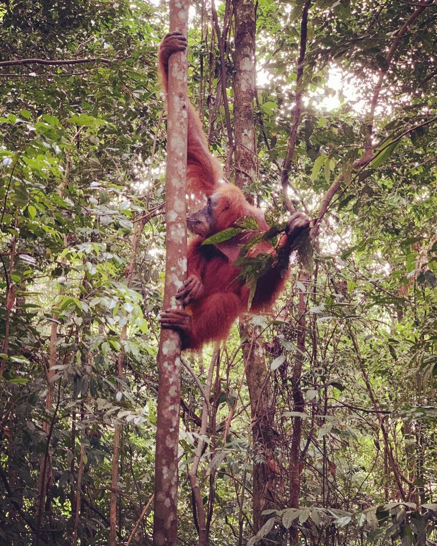 Gino'S Place - Guest House & Jungle Trekking Bukit Lawang Esterno foto