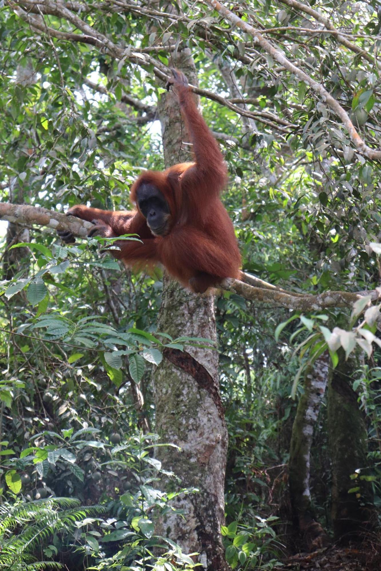 Gino'S Place - Guest House & Jungle Trekking Bukit Lawang Esterno foto