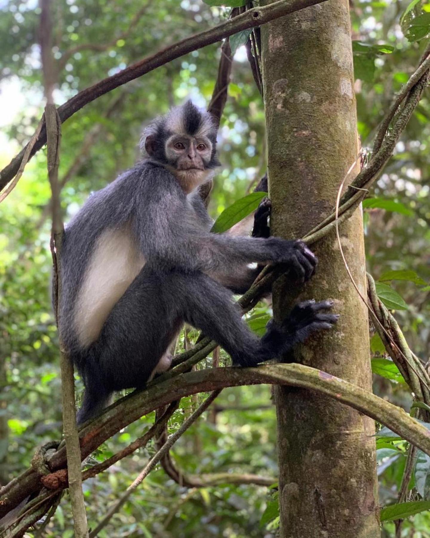 Gino'S Place - Guest House & Jungle Trekking Bukit Lawang Esterno foto