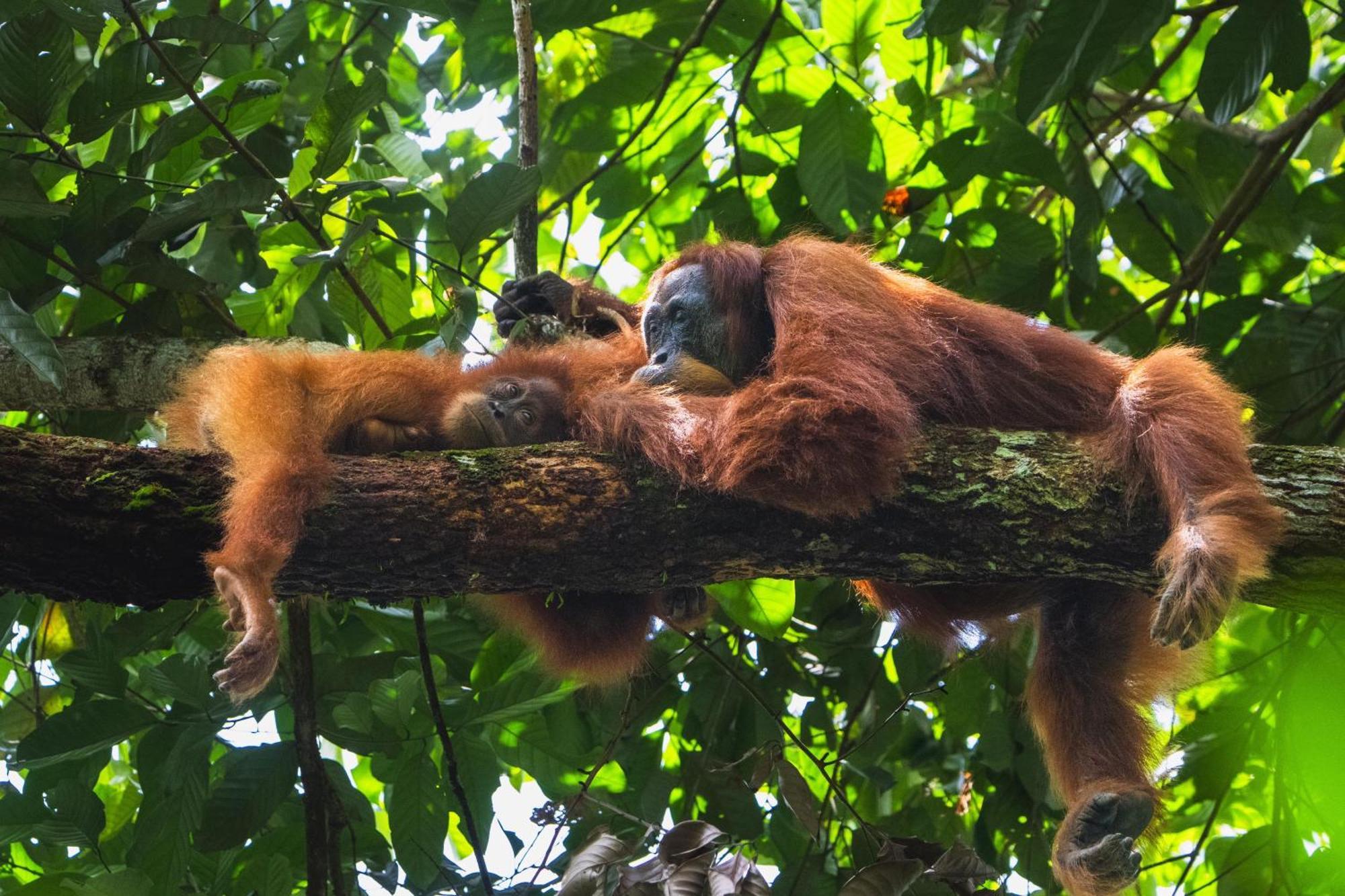 Gino'S Place - Guest House & Jungle Trekking Bukit Lawang Esterno foto