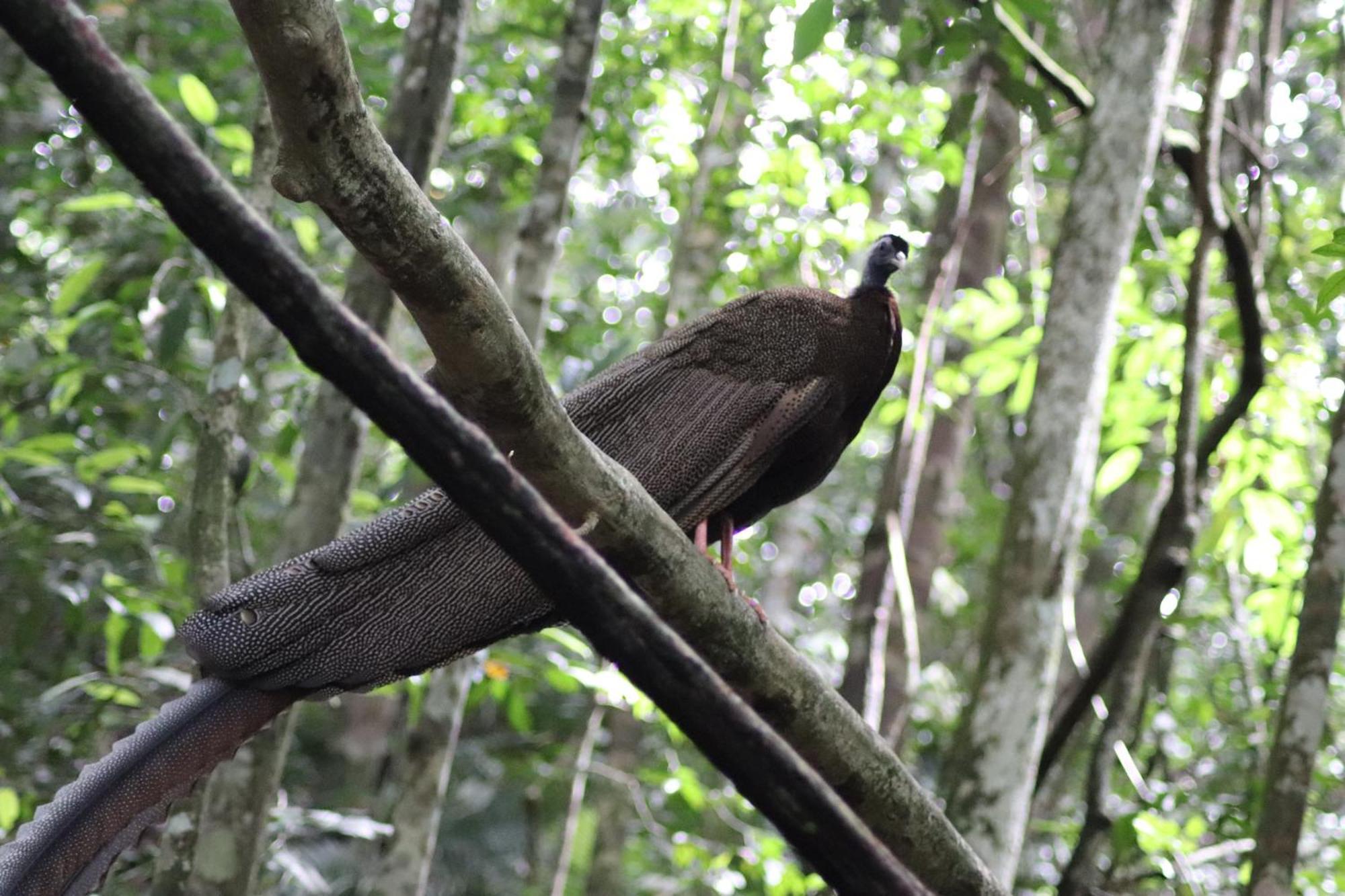 Gino'S Place - Guest House & Jungle Trekking Bukit Lawang Esterno foto