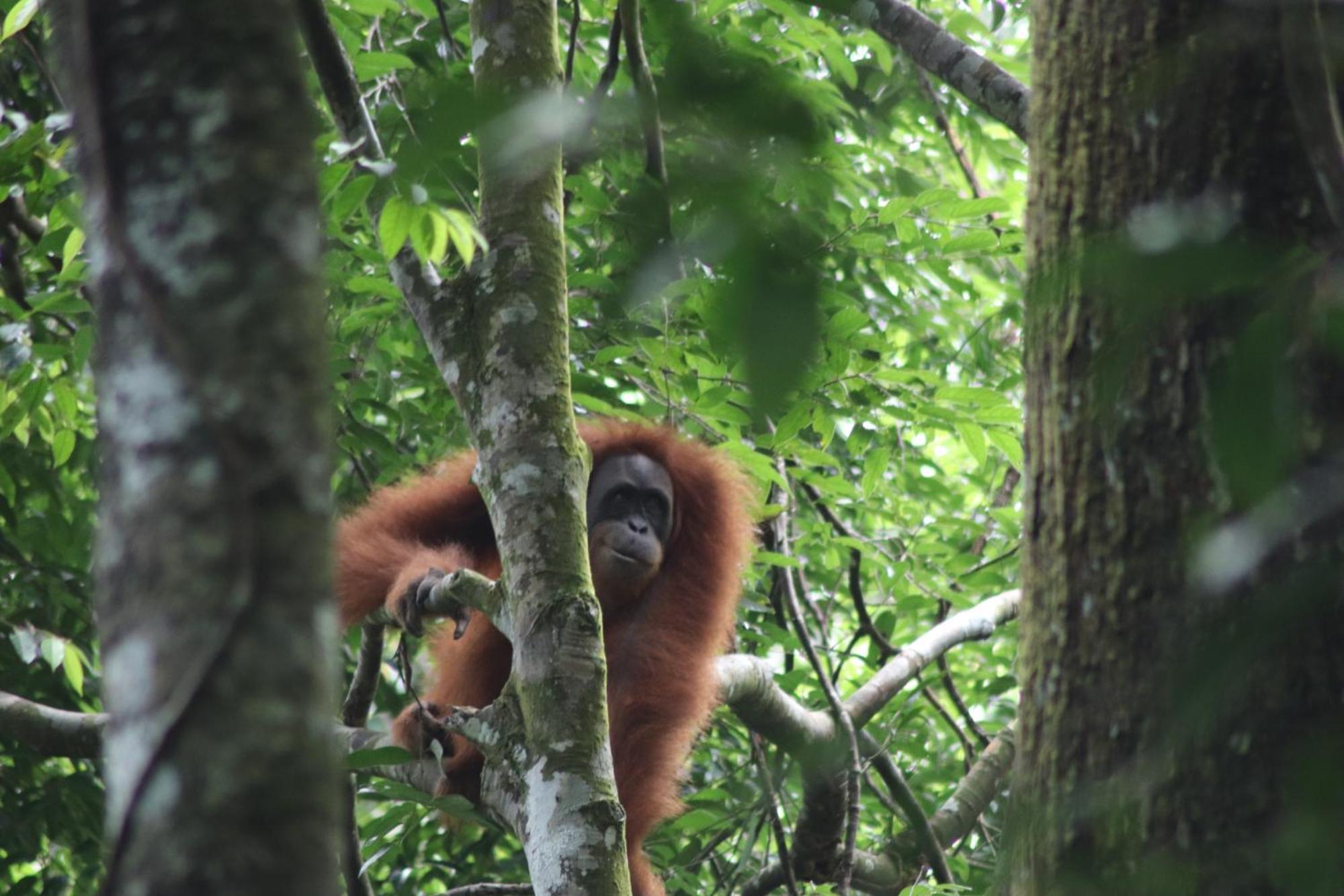 Gino'S Place - Guest House & Jungle Trekking Bukit Lawang Esterno foto