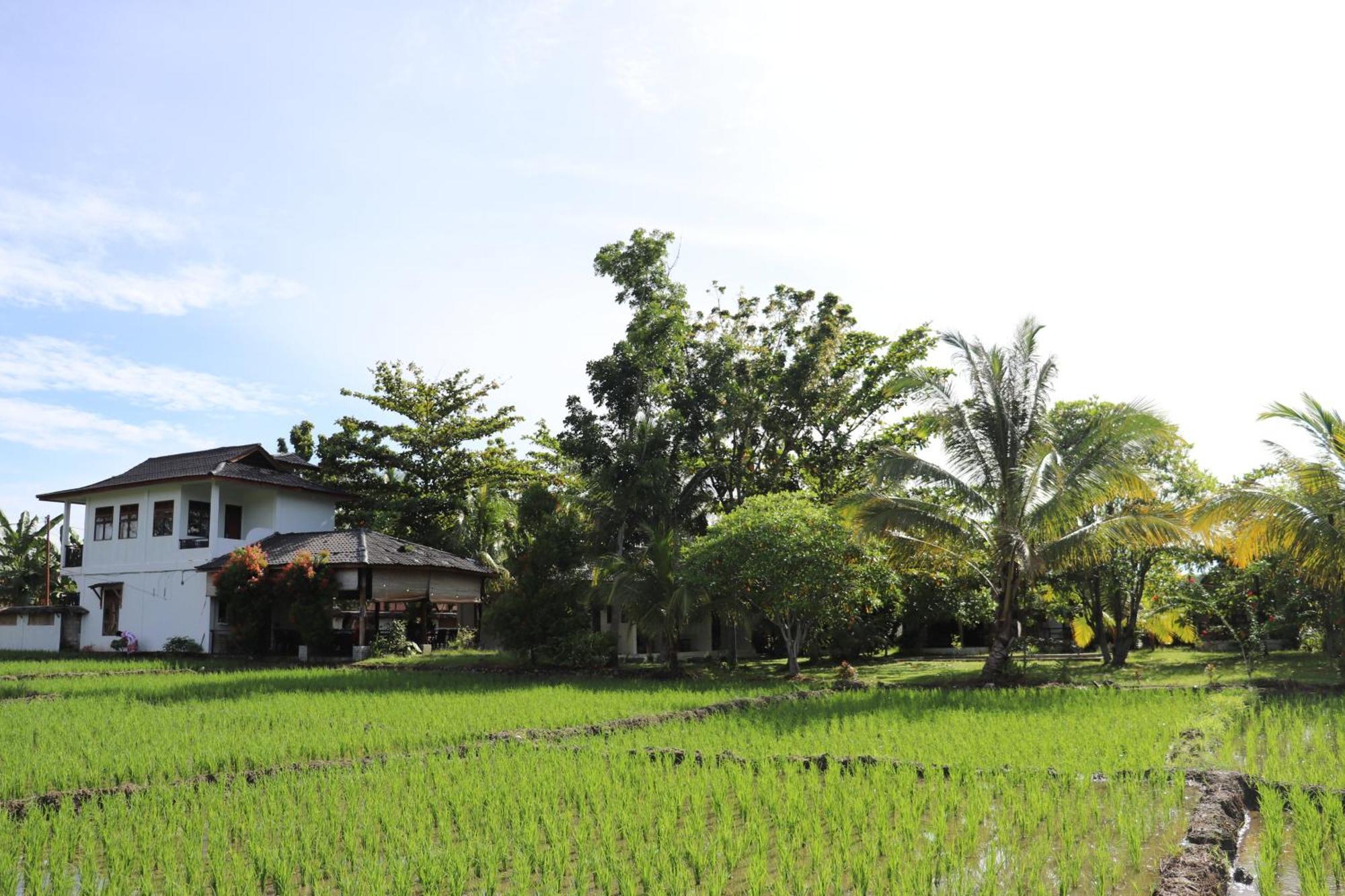 Gino'S Place - Guest House & Jungle Trekking Bukit Lawang Esterno foto